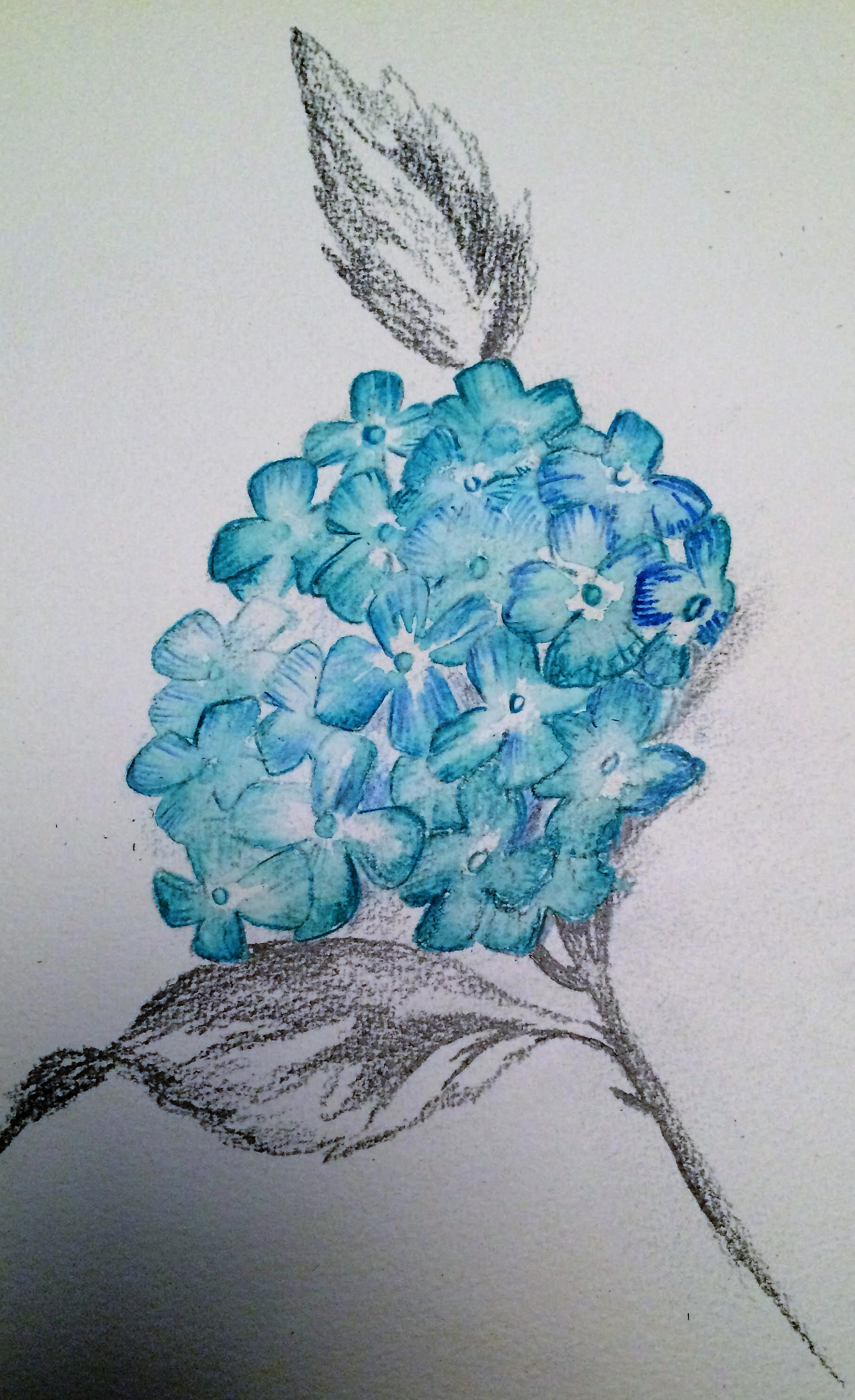 1828x2992 Hydrangea Rosiesartsandcrafts - Hydrangea Sketch