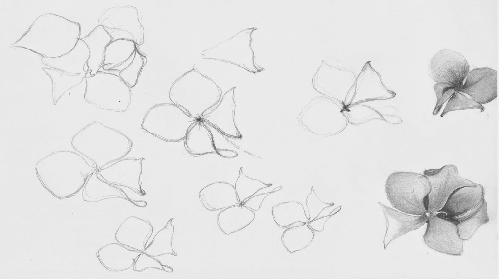 1600x897 Mariambibi Khan Inspiration - Hydrangea Sketch