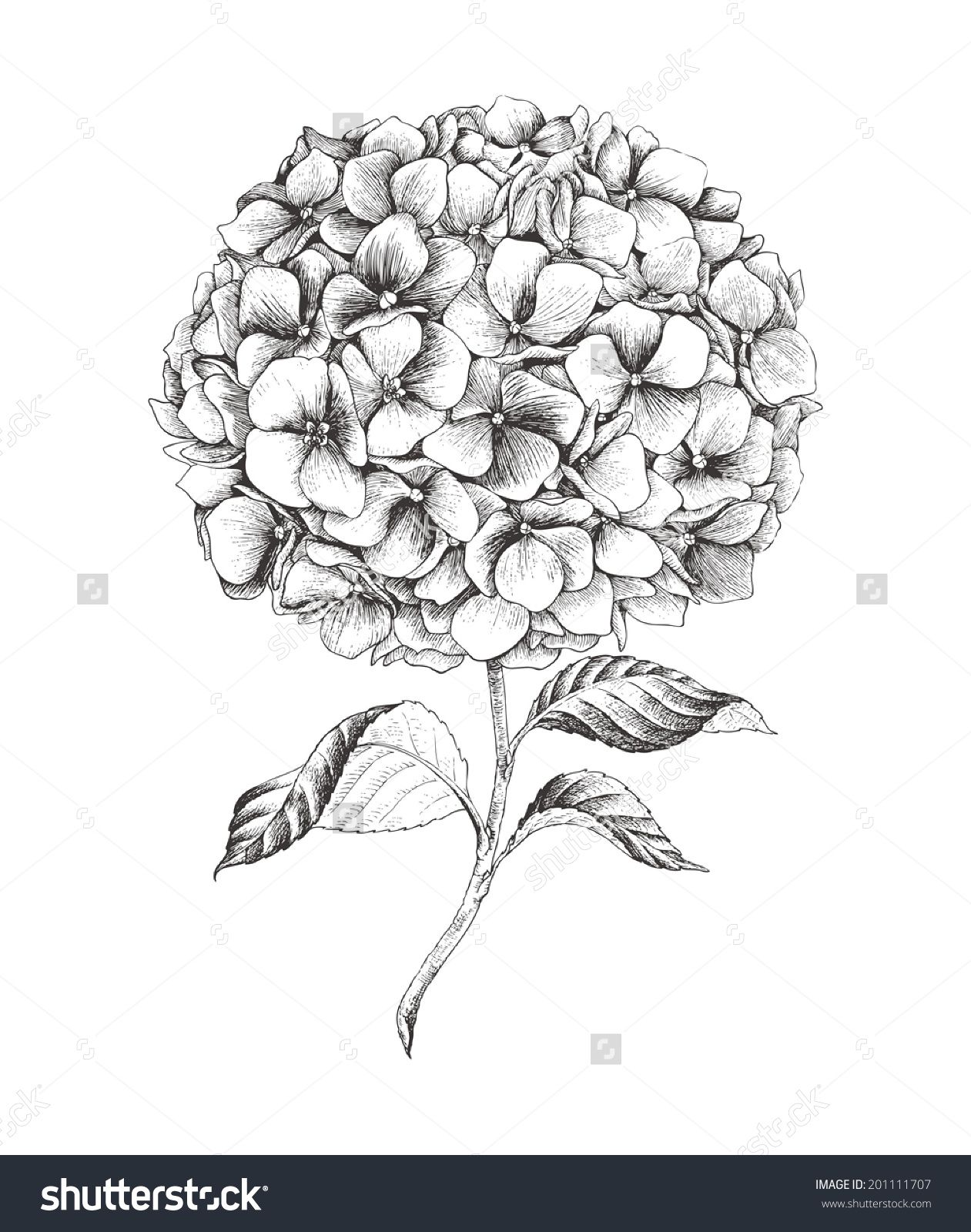 1261x1600 Pin By Bri Legaspi On Doodles Illustration, Drawings - Hydrangea Sketch