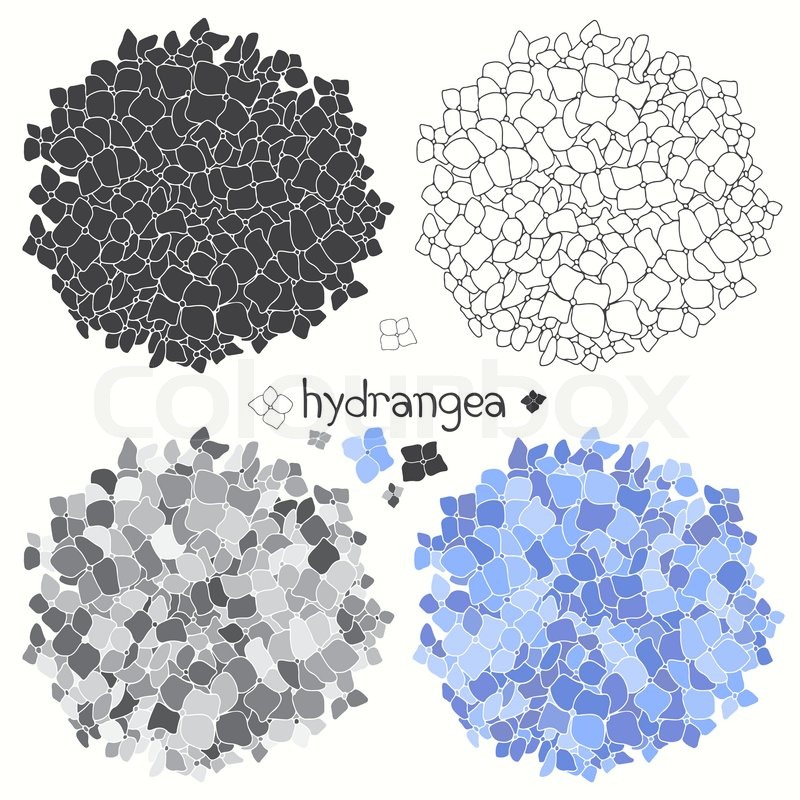 800x800 Set Of Hydrangeas Isolated On White Background. Hand Drawn Vector - Hydrangea Sketch
