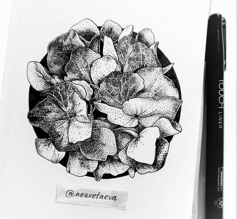 474x438 Sonia Nezvetaeva Illustrator, Inktober 2017, Hydrangea, Sketch - Hydrangea Sketch