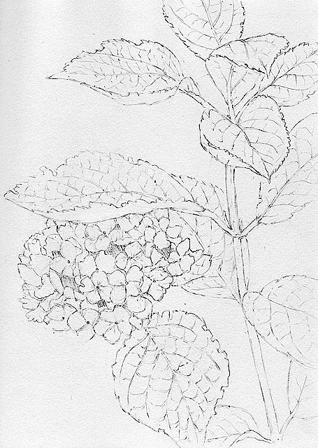 455x640 The Scoop, Score And Deal Nature Journal Hydrangea Sketch - Hydrangea Sketch