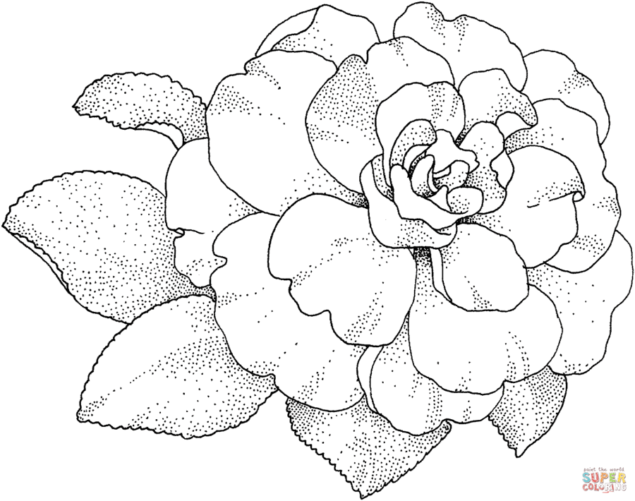 900x710 Download Hydrangea Coloring - Hydrangea Sketch