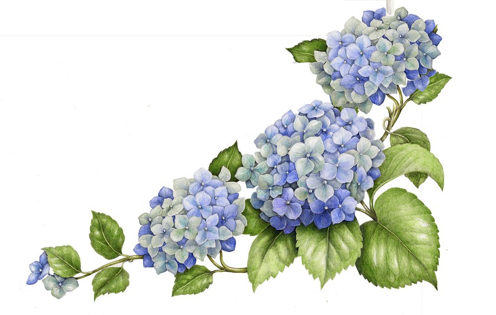 Hydrangea Sketch at Explore collection of