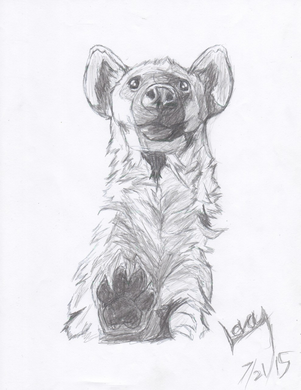 989x1280 Hyena Sketch 1 By Levay Tiger - Hyena Sketch