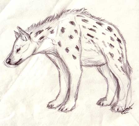 447x404 Hyena Sketch 2 By Korrok - Hyena Sketch