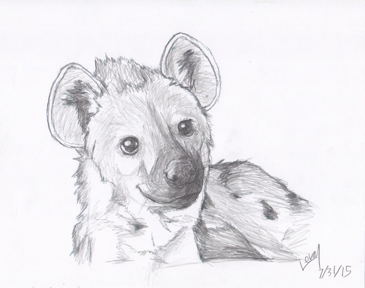 1280x1008 Hyena Sketch 3 By Levay Tiger - Hyena Sketch