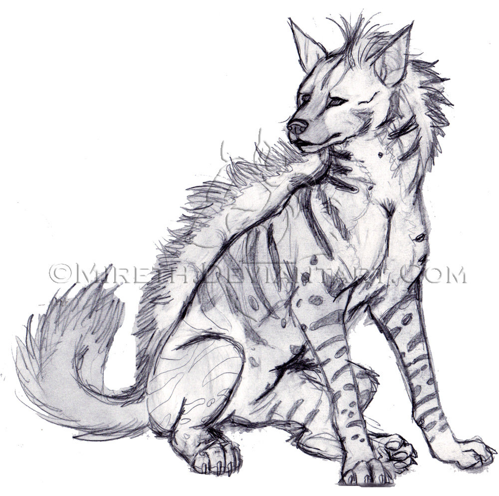 1000x993 Hyena Sketch By Mireth - Hyena Sketch