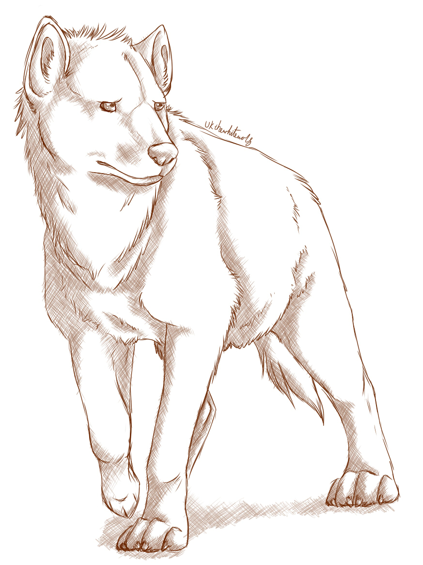 873x1165 Hyena Sketch By Uktehwhitewolf - Hyena Sketch