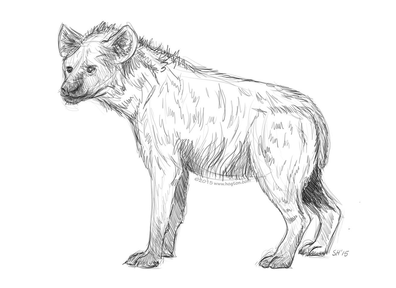 1313x956 Hyena Stuart Hogton - Hyena Sketch