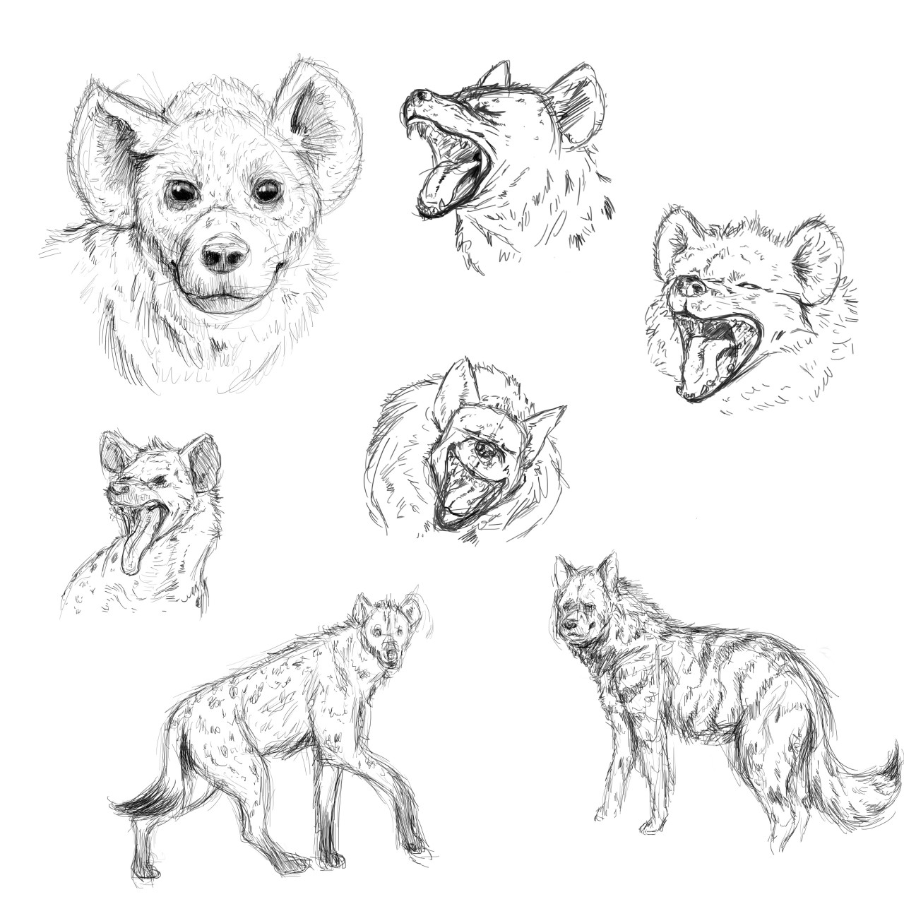1280x1280 Just Some Sketching By Wolfbear303 - Hyena Sketch