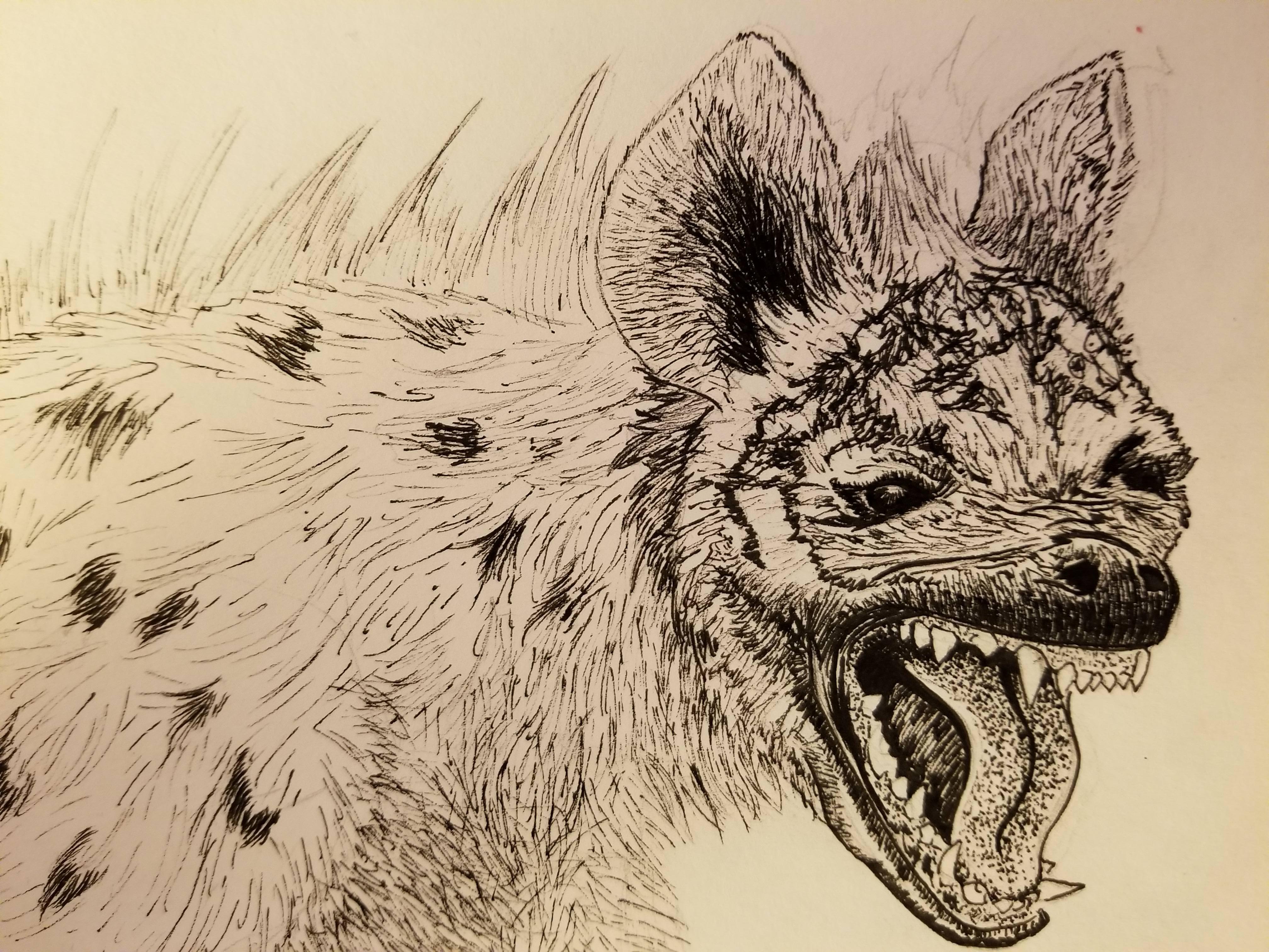 4032x3024 Sketch Daily Spotted Hyena - Hyena Sketch
