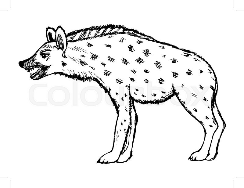 800x616 Sketch Hand Drawn Illustration Of Hyena, Wildlife Series Stock - Hyena Sketch