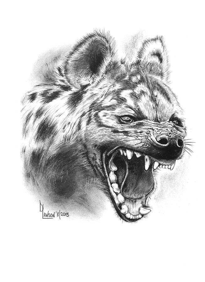 654x900 Spotted Hyena Drawing By Dave Lawson - Hyena Sketch