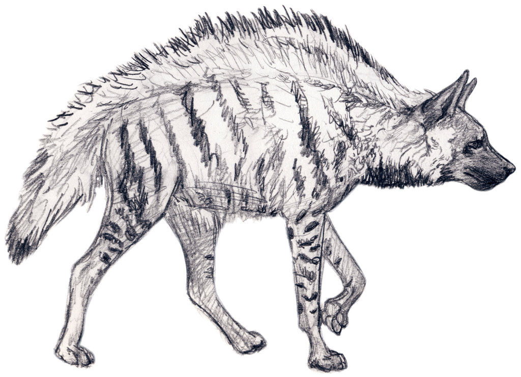 Hyena Sketch at PaintingValley.com | Explore collection of Hyena Sketch