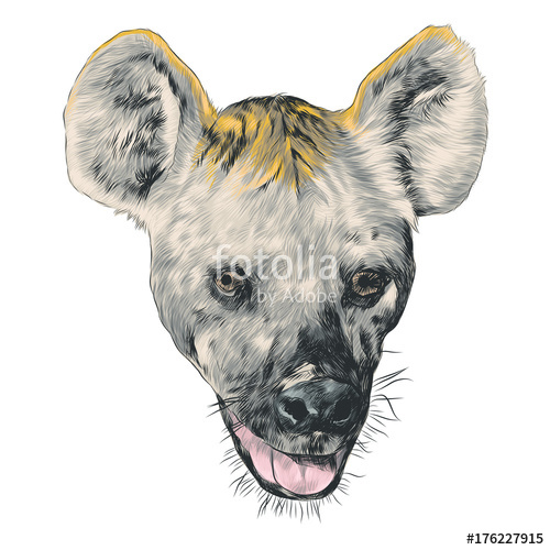 500x500 Hyena Sketch Head Vector Graphics Color Picture Stock Image And - Hyena Sketch