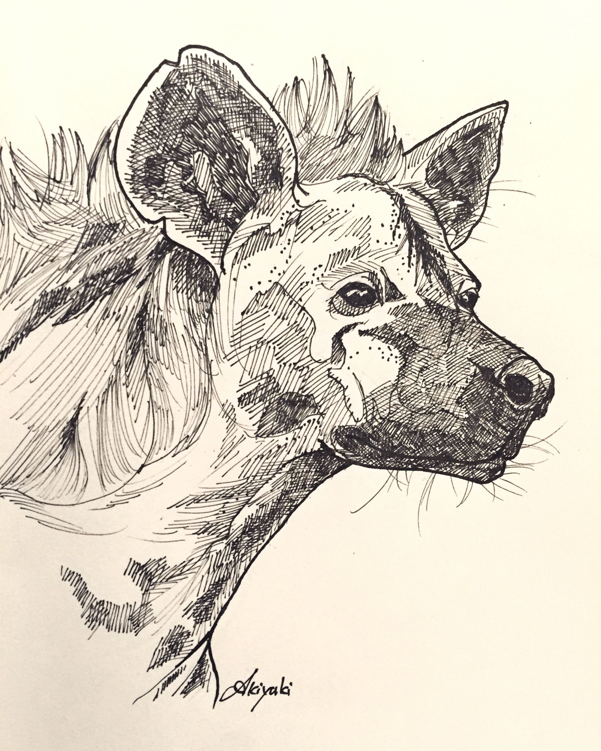 2448x3059 Illustration - Hyena Sketch