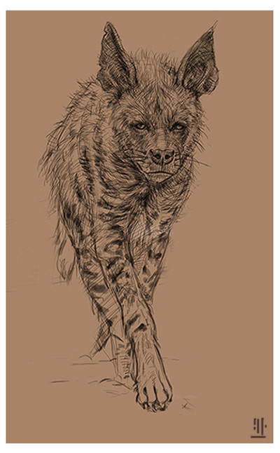 400x646 Artstation - Hyena Sketch