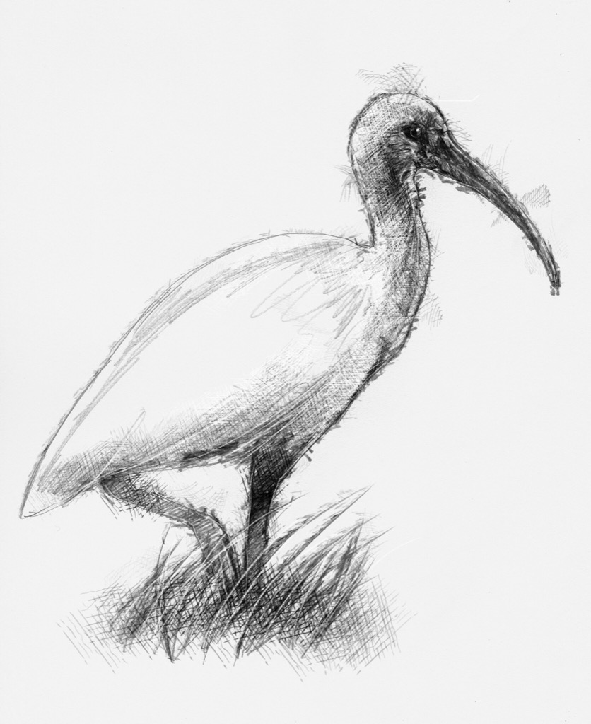 836x1024 Ibis - Ibis Sketch