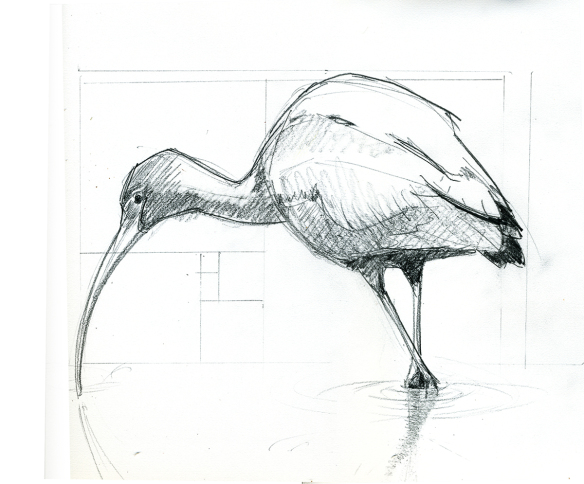 584x484 Ibis Drawing Realistic Drawing Skill - Ibis Sketch