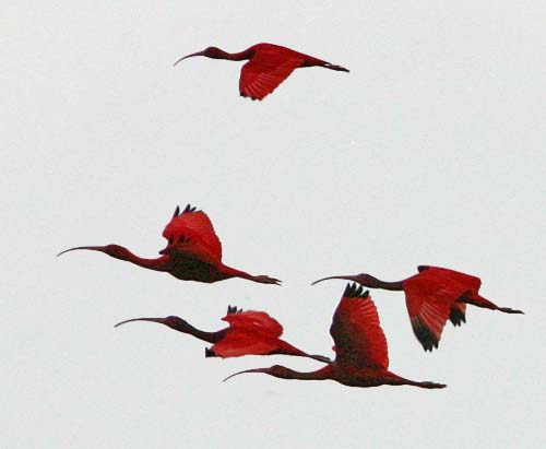 500x411 Ibis Amp Spoonbill Family Threskiornithidae - Ibis Sketch