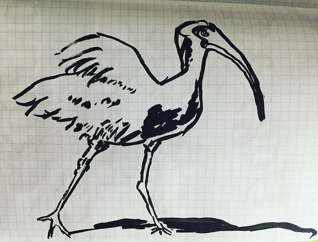 1024x777 Ibis Sketch, Fast And Loose. - Ibis Sketch