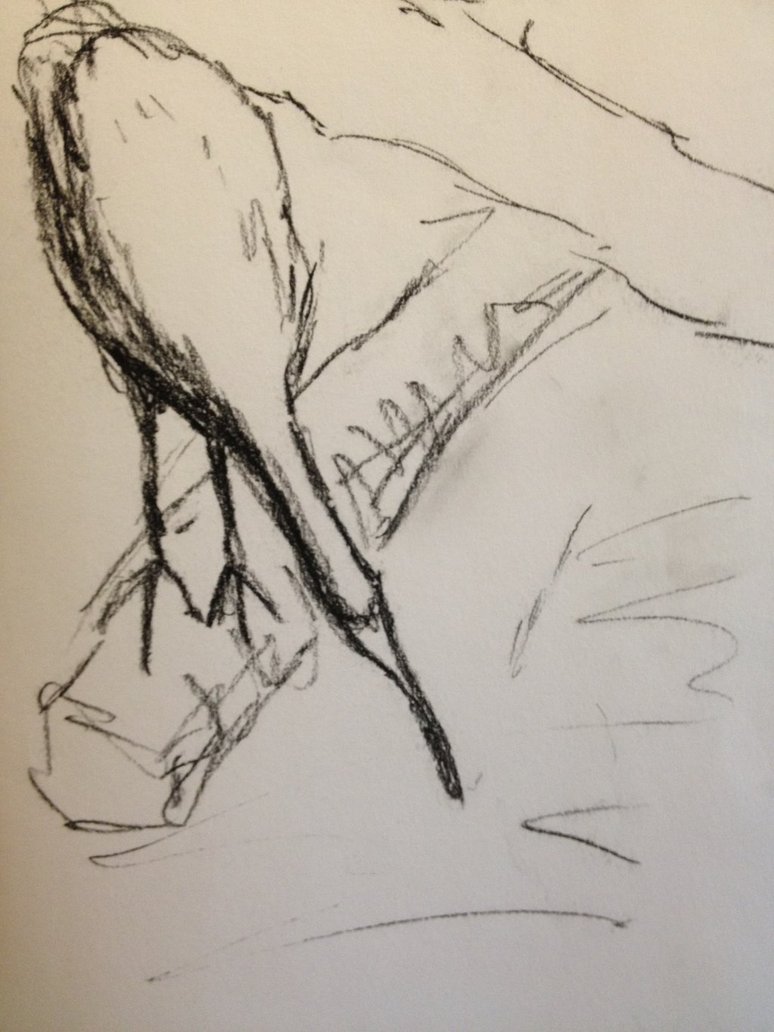 774x1032 Ibis Sketch By Msmelee - Ibis Sketch