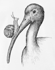 190x241 Ibis With Snail By Imoya Design By Spreadshirt - Ibis Sketch