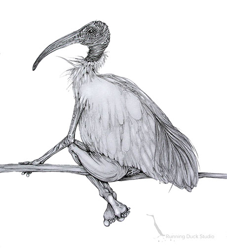 460x511 Ibis - Ibis Sketch
