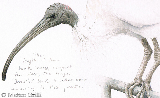 560x345 Matteo Grilli Wildlife Art City Life - Ibis Sketch