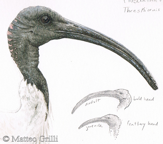 560x495 Sketching In Nature City Life - Ibis Sketch