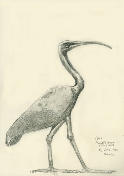 500x709 View Topic - Ibis Sketch