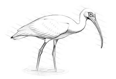 400x273 White Florida Ibis Greeting Card For Sale By Malcolm Muhammad In - Ibis Sketch