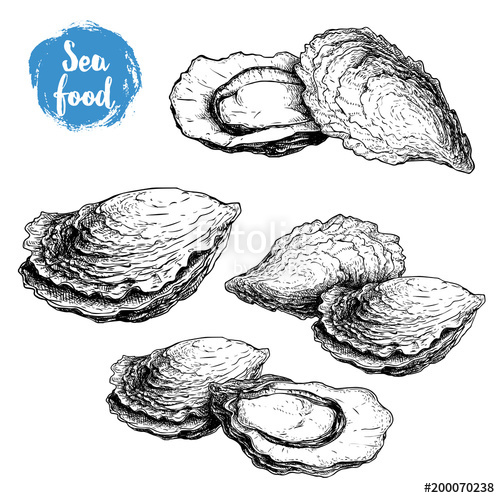 500x498 Hand Drawn Sketch Oyster Compositions Set. Hand Drawn Illustration - Ideal Sketch