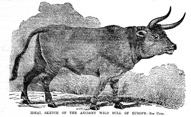637x391 Ideal Sketch Of The Ancient Wild Bull Of Europe Origin - Ideal Sketch