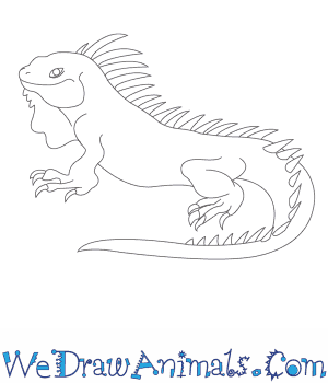 300x350 How To Draw An Iguana - Iguana Sketch