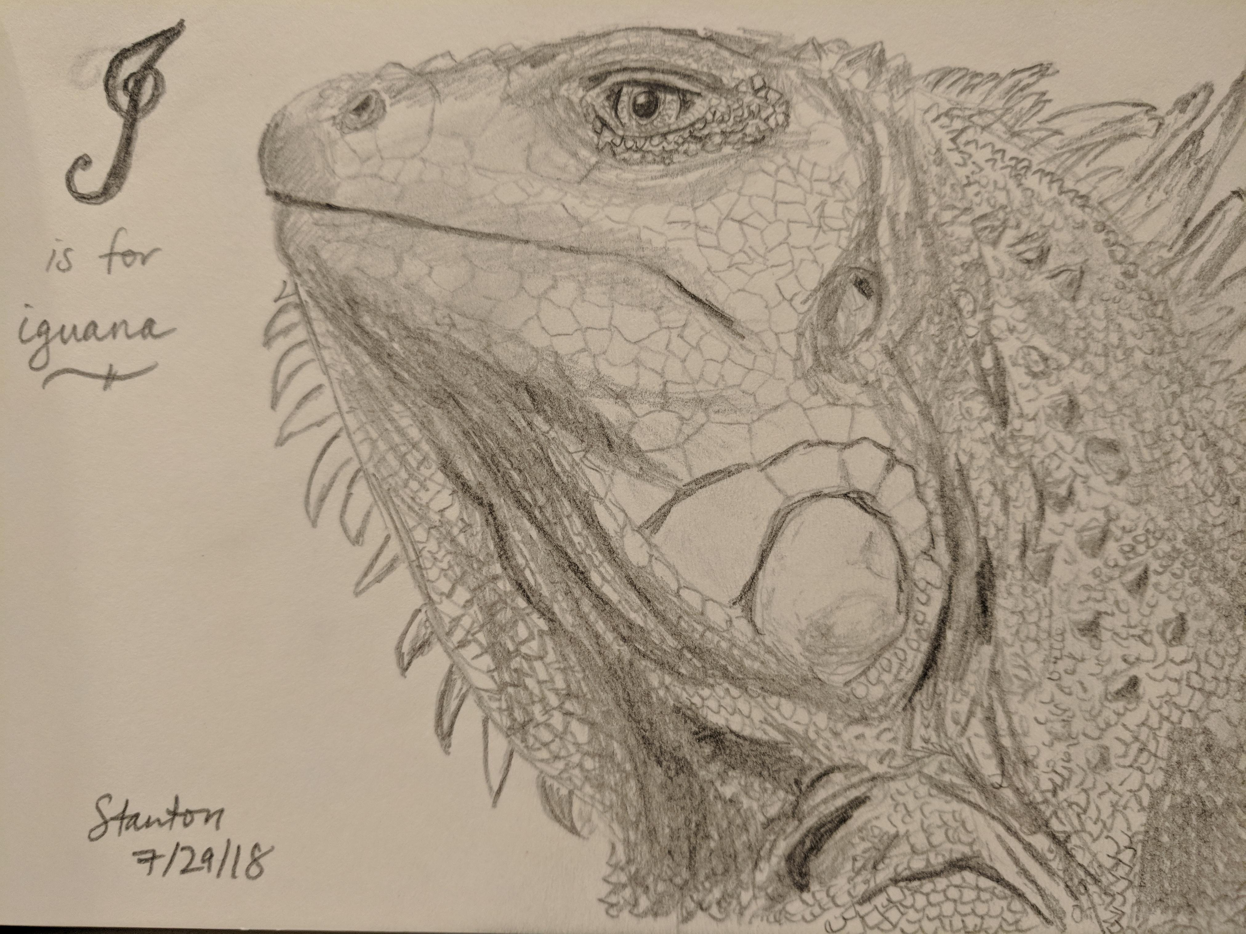 4048x3036 I Is For Iguana Drawing - Iguana Sketch