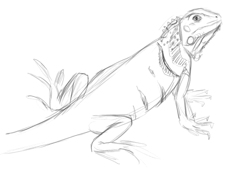 500x362 Iguana! K. M. Carroll, Author - Iguana Sketch