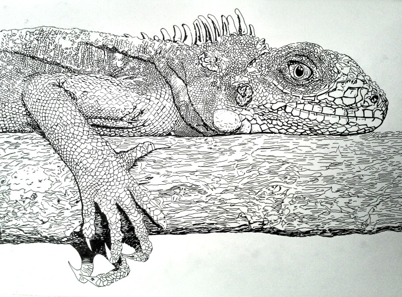 800x590 Iguana - Iguana Sketch