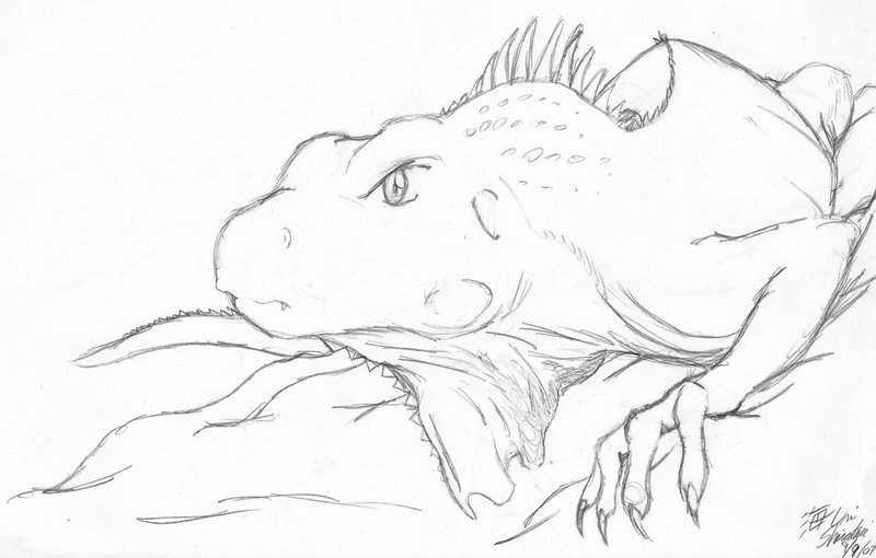 800x510 Iguana Drawing, Pencil, Sketch, Colorful, Realistic Art Images - Iguana Sketch