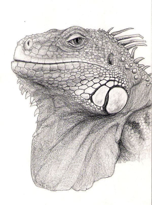 600x809 Iguana Head Drawing Photo Drawing Skill - Iguana Sketch