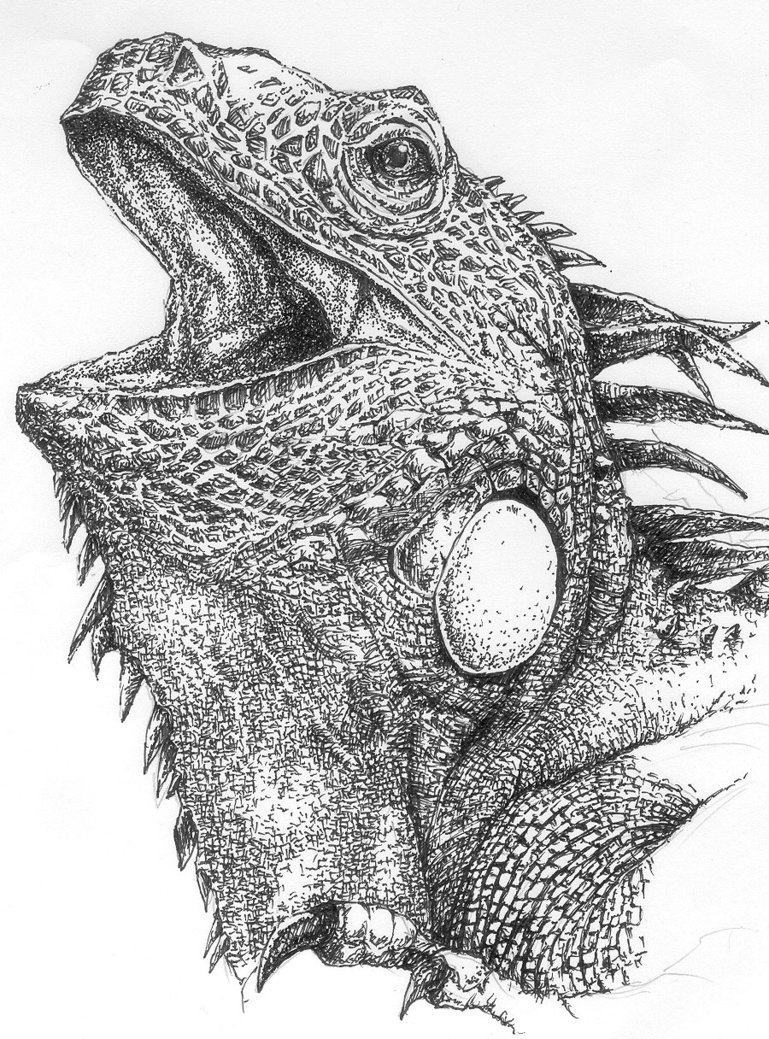 769x1039 Iguana Head Drawing Realistic Drawing Skill - Iguana Sketch