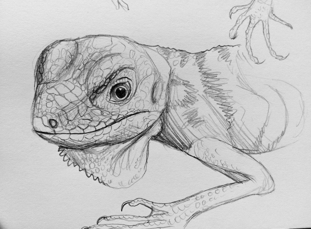 1024x755 Iguana Head Drawing Sketch Drawing Skill - Iguana Sketch