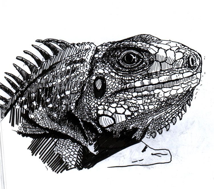 750x663 Iguana Lizard Drawing Art Inspiration Drawings - Iguana Sketch