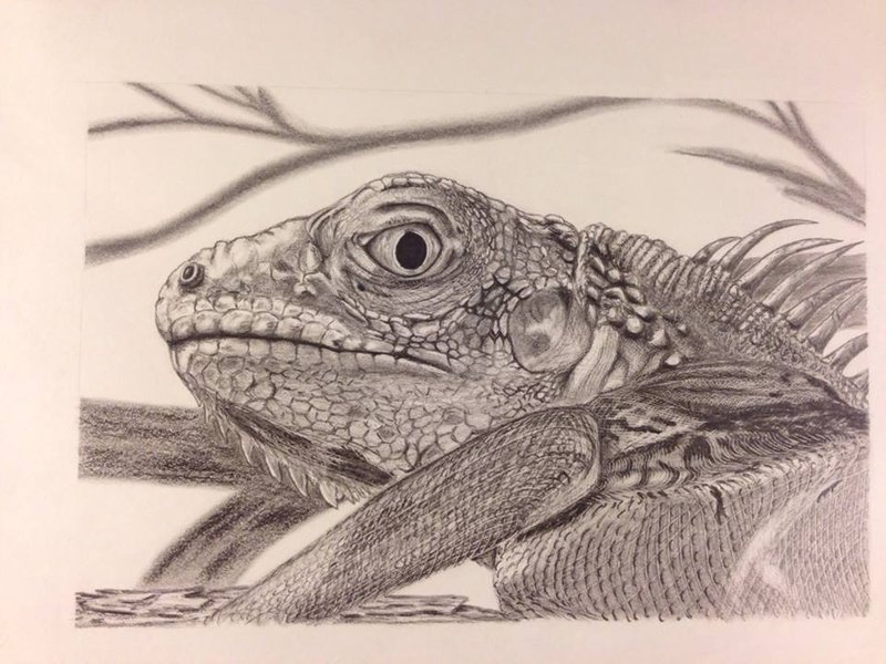 800x600 Iguana Sketch By Cg41318 - Iguana Sketch