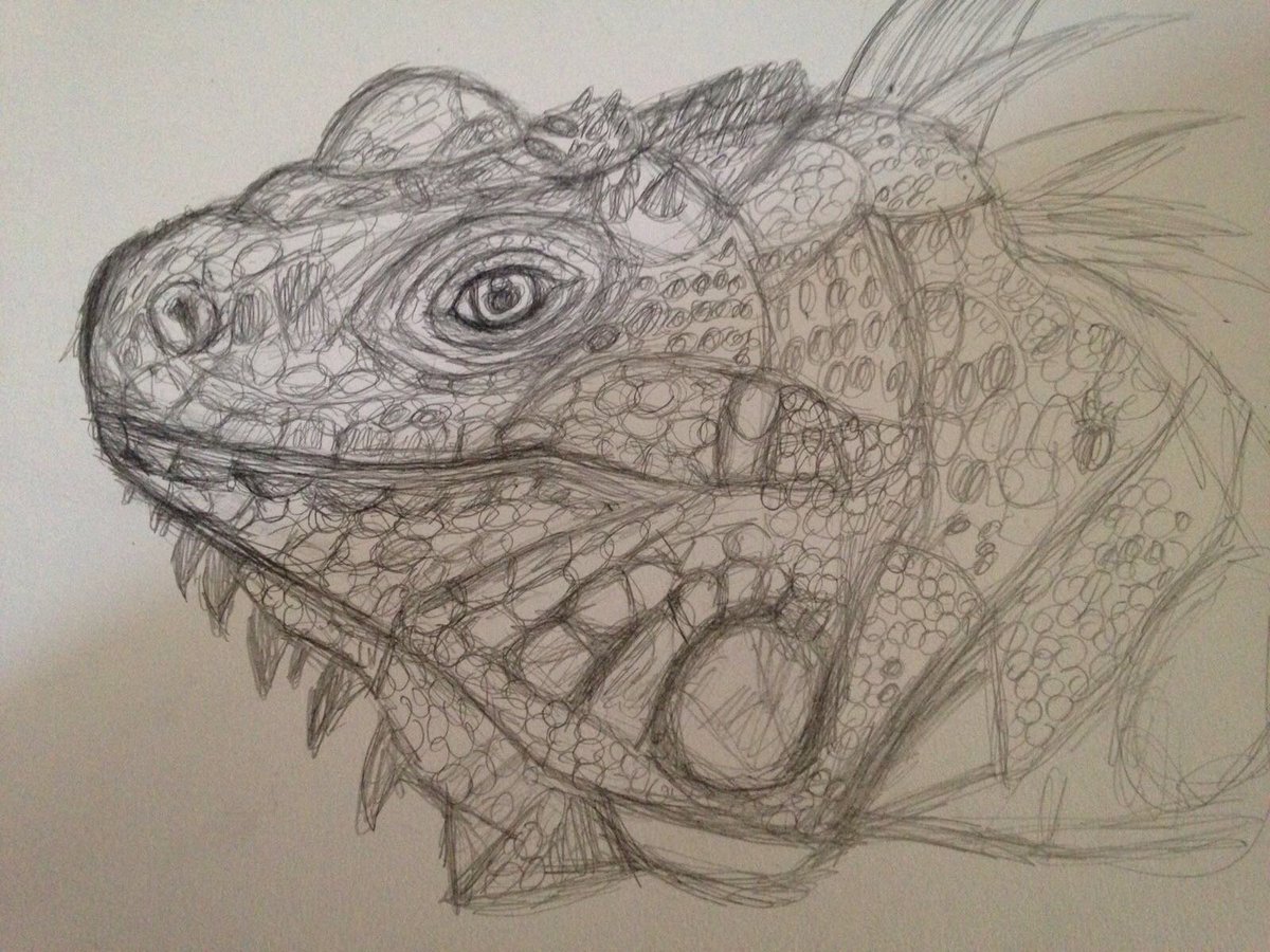 1200x900 Vicky Kemp On Twitter Iguana - Iguana Sketch
