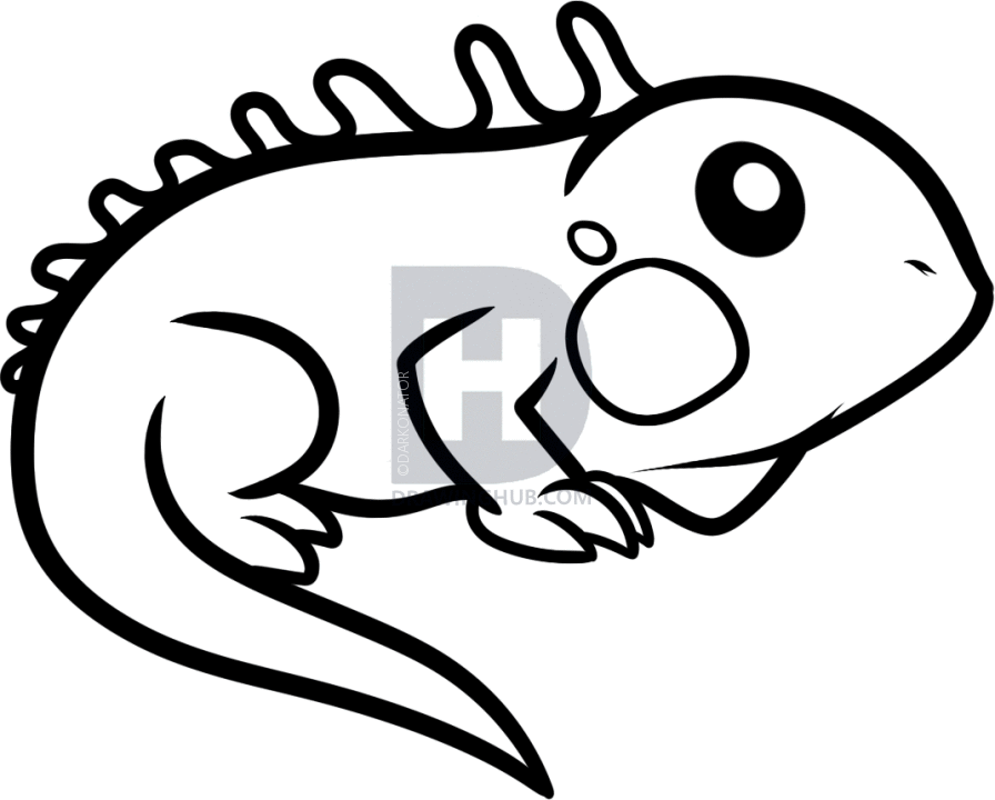 896x720 How To Draw An Iguana For Kids, Step By Step, Drawing Guide, By - Iguana Sketch