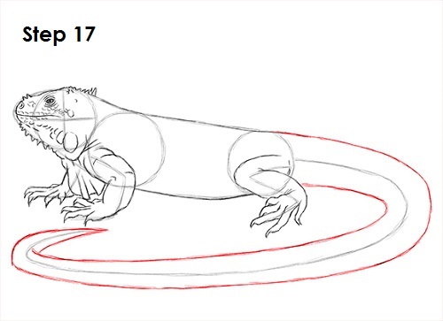 500x363 How To Draw An Iguana - Iguana Sketch