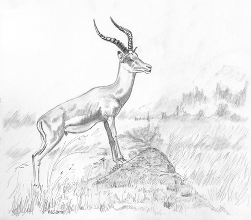 504x442 Graham Jackson Photography Pencil Drawing Of An Impala. - Impala Sketch