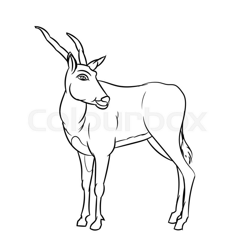 800x800 Hand Drawn Sketch Of Impala Deer Cartoon Isolated, Black And White - Impala Sketch